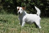 PARSON RUSSEL TERRIER 144